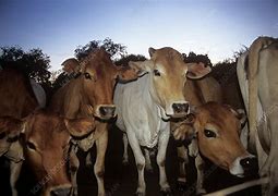 Image result for Kenyan Cows