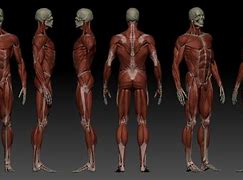 Image result for Male Head ZBrush