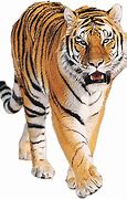 Image result for Biggest Tiger in the World