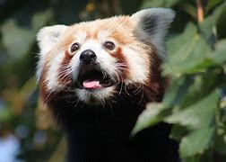Image result for Chi Lin Animal