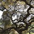 Image result for Family Tree Background