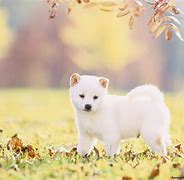 Image result for Free Shiba Inu Puppies