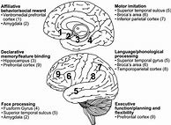Image result for Autism Phenotype