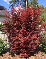 Image result for Acer palmatum Skeeters Broom