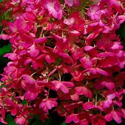 Image result for Hydrangea paniculata Wims Red (r)
