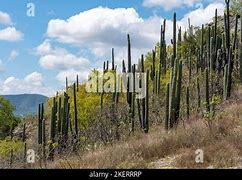 Image result for Oaxaca Cactus Forest