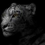 Image result for Jaguar Animal Desktop