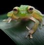 Image result for smiling frogs species