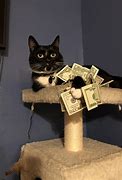 Image result for Cat with Money Meme