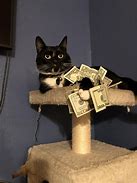 Image result for Animal Money Meme