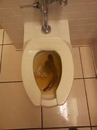 Image result for Funny Clogged Toilet