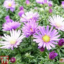 Image result for Aster Tonga (Dumosus-Group)