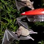 Image result for Pics of Bats at Hummingbird Feeders