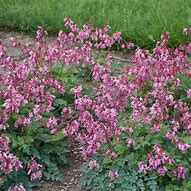 Image result for Dicentra Pink Diamonds