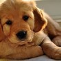 Image result for Cute Dogs Golden Retriever
