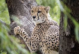 Image result for Cheetah in a Tree