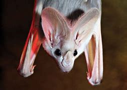 Image result for What Colour Are a Ghost Bat
