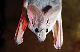 Image result for Ghost Bat Face
