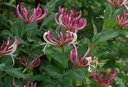 Image result for Lonicera periclymenum belgica