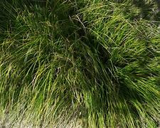 Image result for Carex Kyoto
