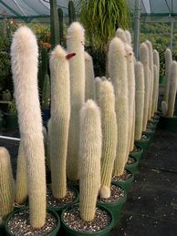 Image result for Column Cactus Plants