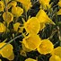 Bildergebnis für Narcissus bulbocodium Oxford Gold
