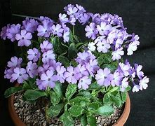 Image result for Primula marginata F.W. form