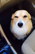 Image result for Dog Looking Suspicious Meme