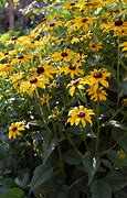 Image result for Rudbeckia fulgida Goldsturm