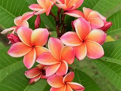 Image result for Tropical Exotic Plants