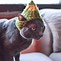 Image result for Fun Cat in the Hat