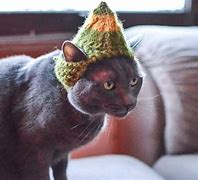Image result for Silly Cat with Hat