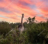 Image result for Tall Animals