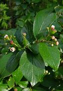 Image result for Cotoneaster lucidus