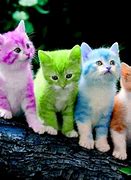 Image result for Purple Cat Desktop Wallpaper