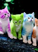 Image result for Cute Cat Desktop Backgrounds