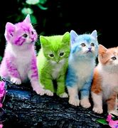 Image result for Kitten Pictures Wallpaper