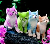 Image result for So Cute Kittens