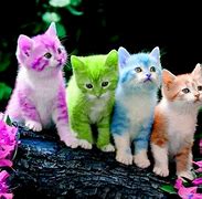 Image result for Cute Cat Desktop