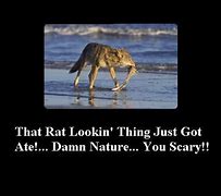 Image result for Damn Nature You Scary Meme