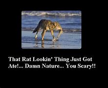 Image result for Damn Nature You Scary Meme