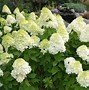 Image result for Hydrangea pan. Limelight