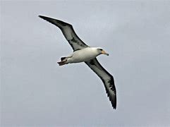 Image result for albatoza