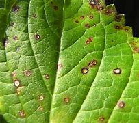 Image result for Fungus On Leaves