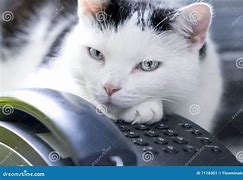 Image result for Cat On Phone Stock Image
