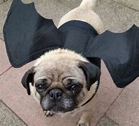 Image result for Bat Pug