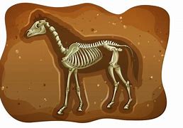 Image result for Fossil Vector