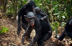 Image result for Female Bonobo Ape