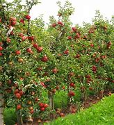 Image result for Pictures of Semi Dwarf Apple Trees