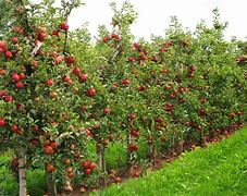 Image result for Trees That Produce Small Apple Like Fruit